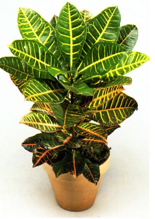 Croton (Codiaeum variegatum pictum)