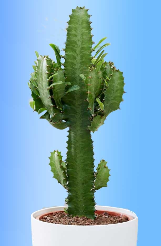 Euforbia "petra" - Euphorbia Triangularis