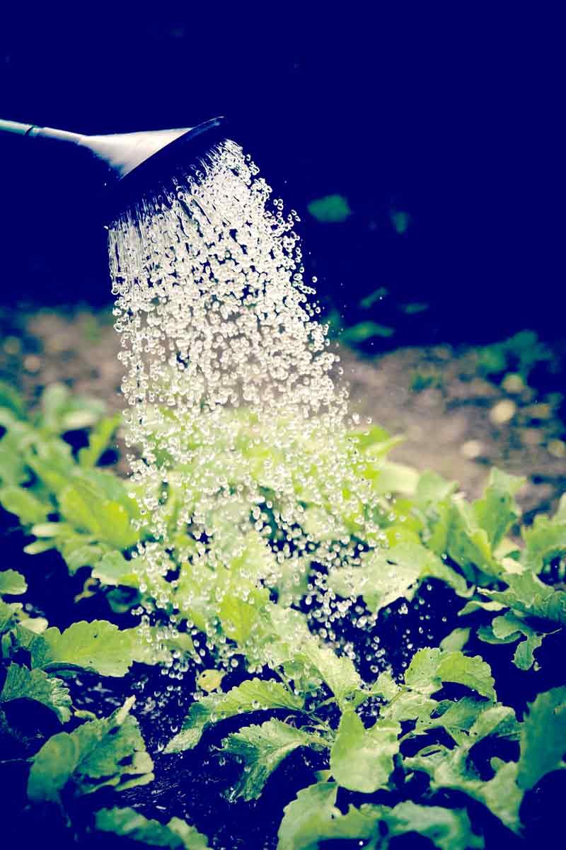 Come capire e gestire la "sete" delle piante