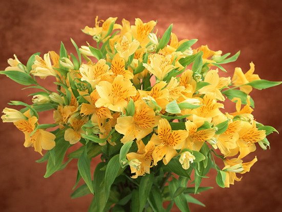 Giglio (Lilium)