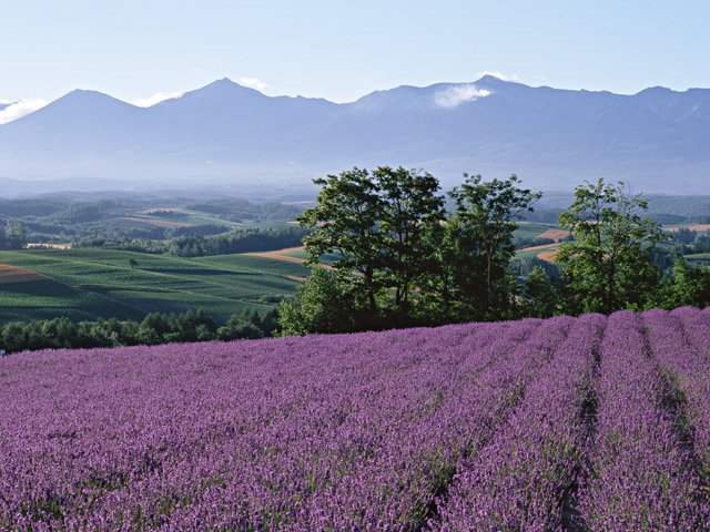 Lavanda