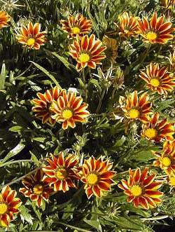 Gazania