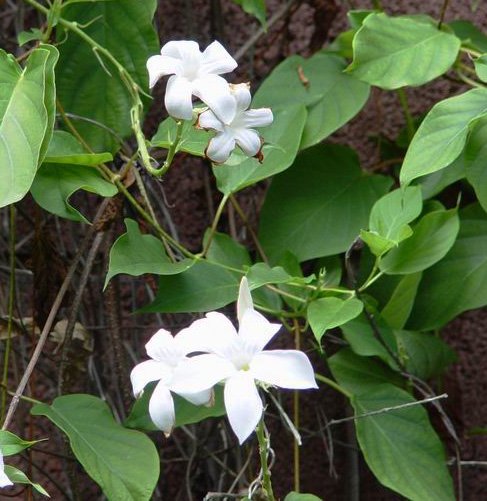 Mandevilla