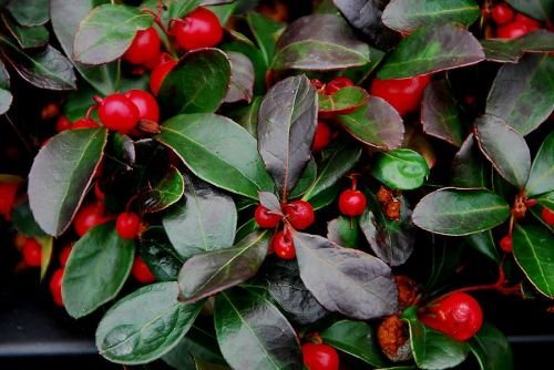 Gaultheria