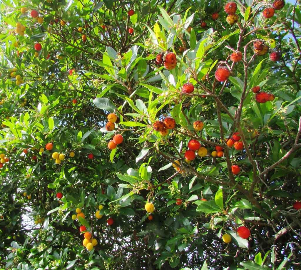 Corbezzolo