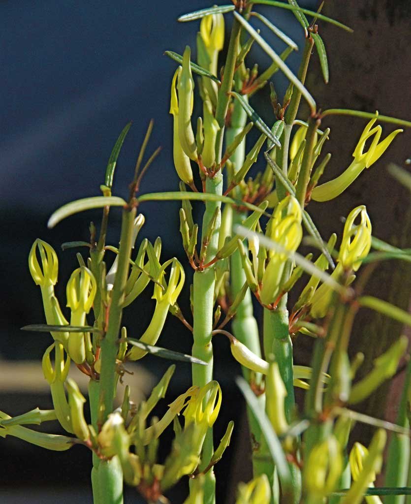 Ceropegia