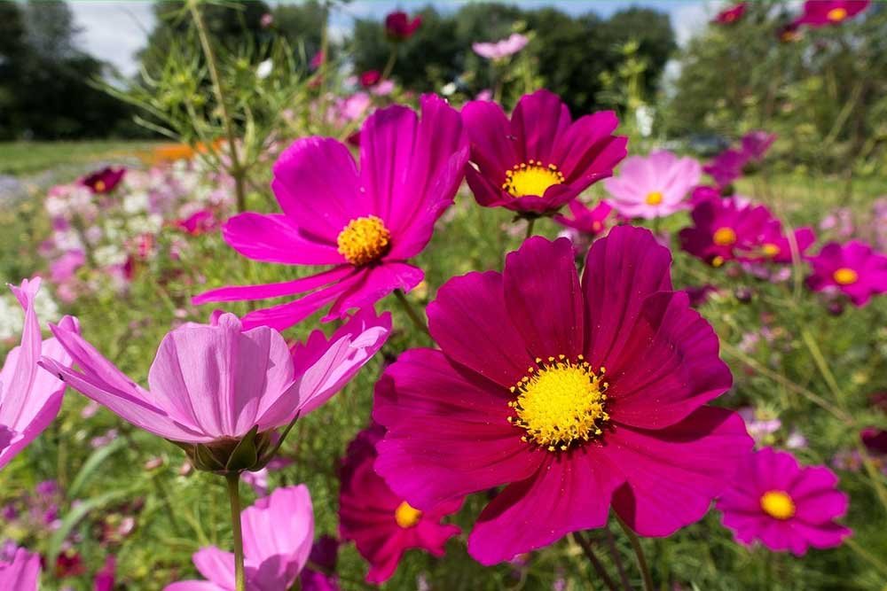 Cosmea