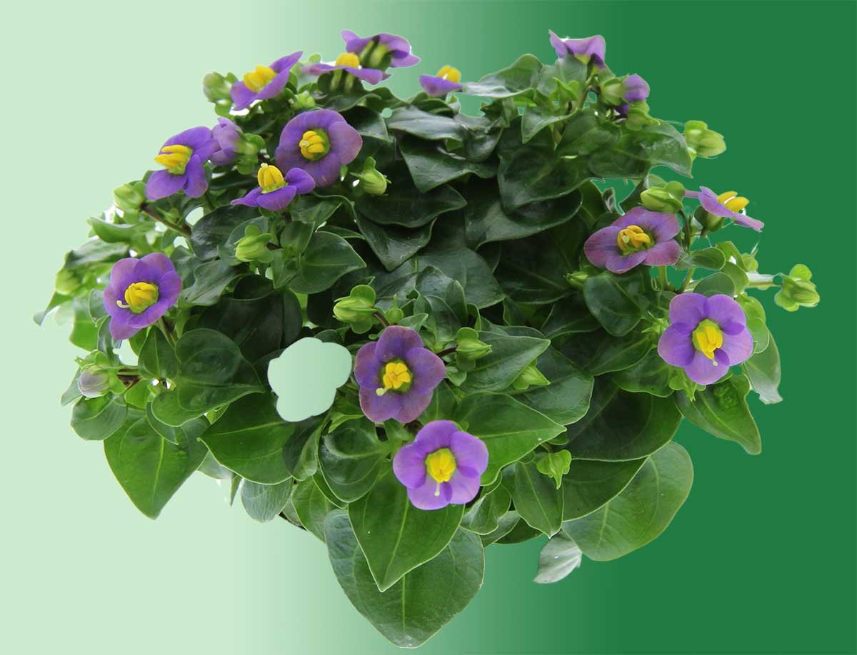 Exacum