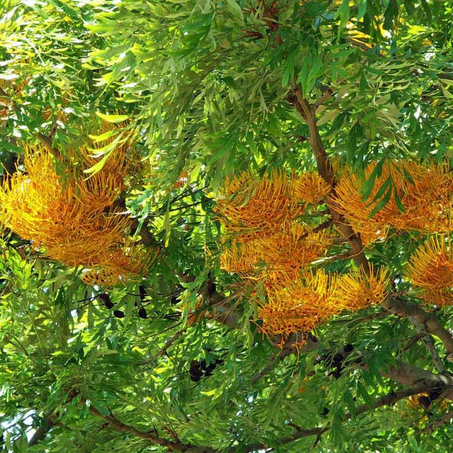 Grevillea