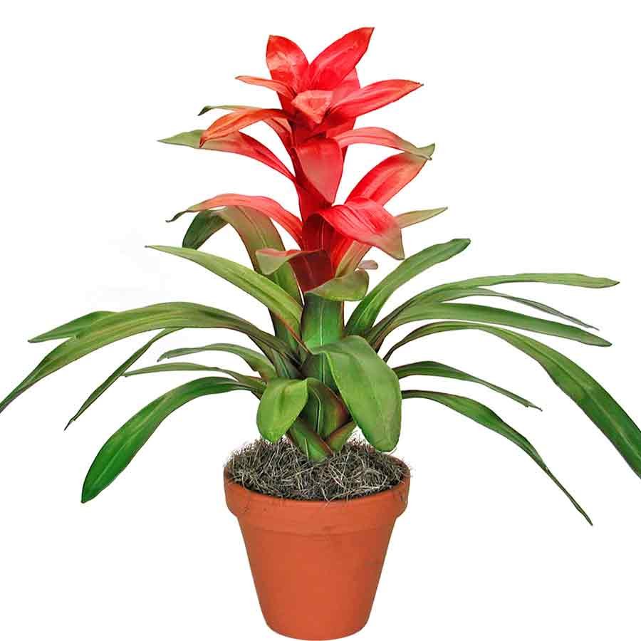 Guzmania