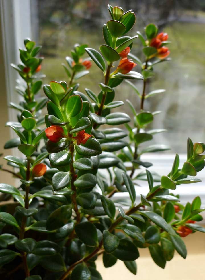 Ipocirta (Hypocyrta glabra)