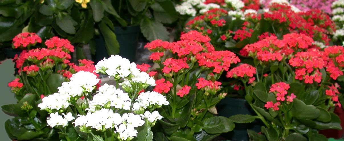 kalanchoe