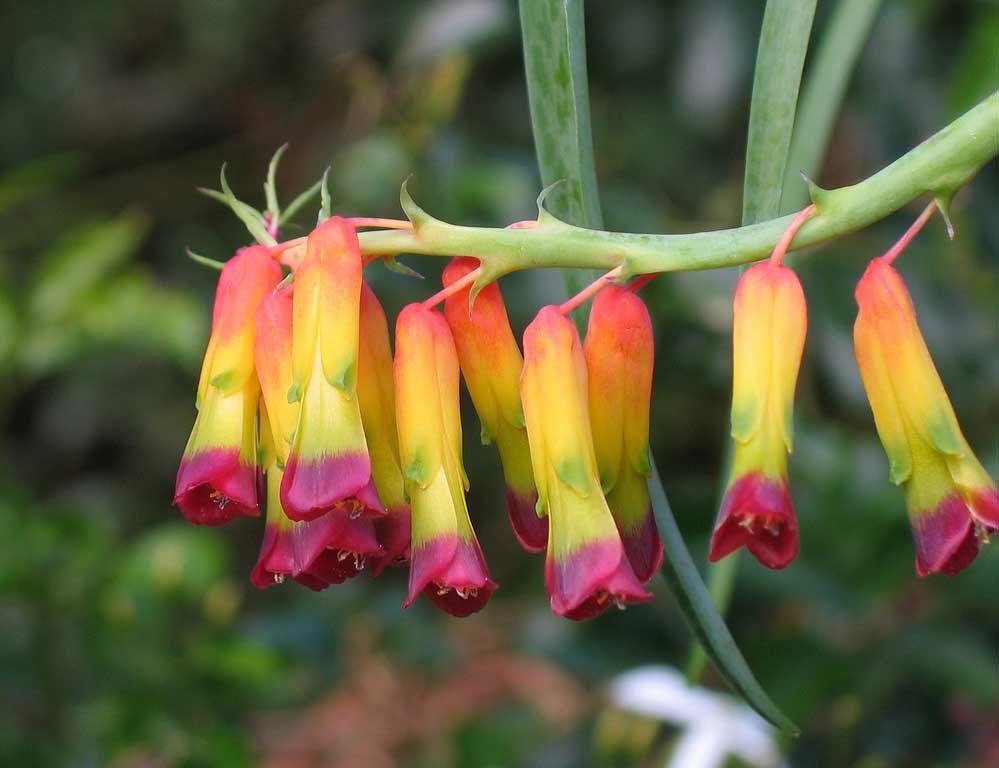 Lachenalia