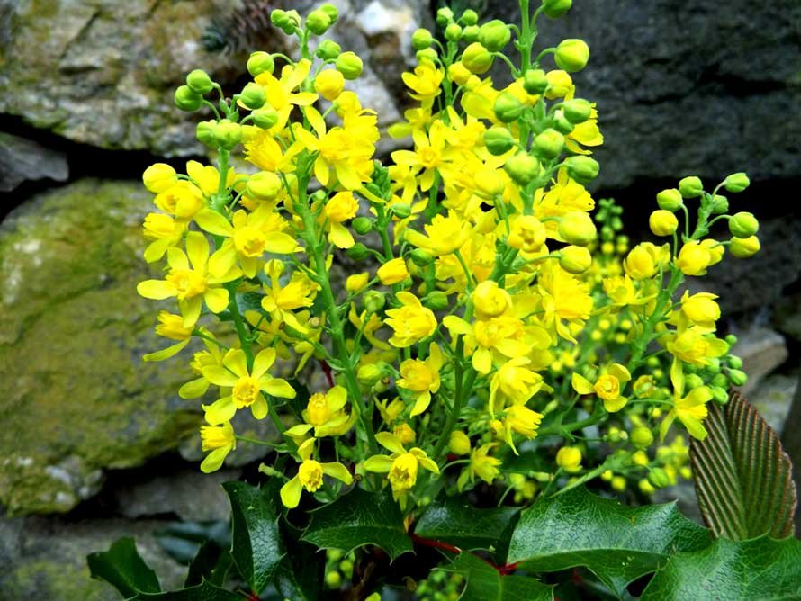 Maonia