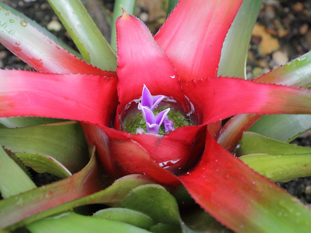 Neoregelia