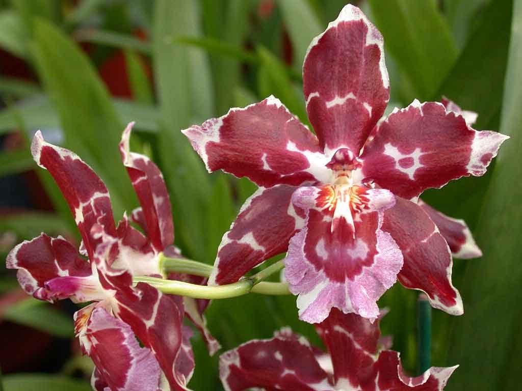 Odontoglossum