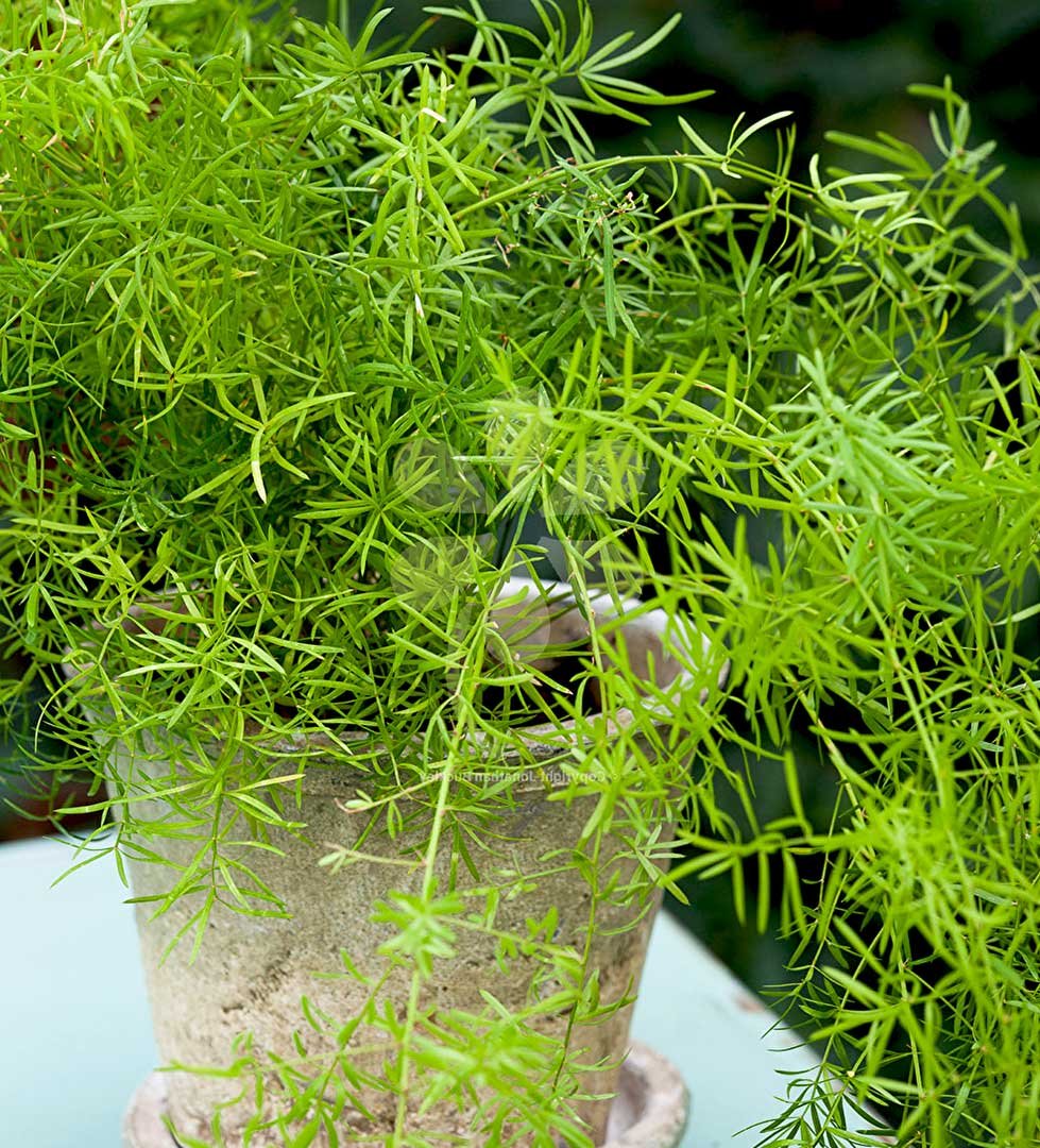 Asparagina