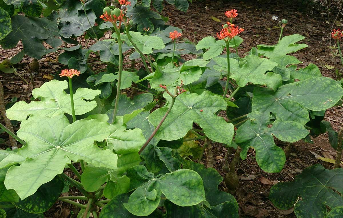Jatropa