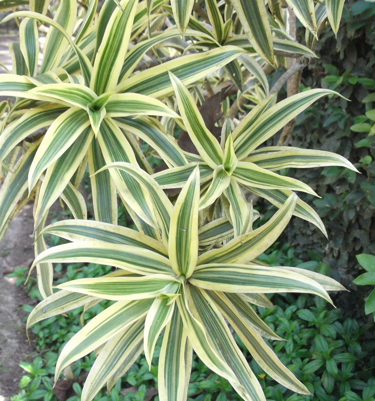 Pleomele reflexa