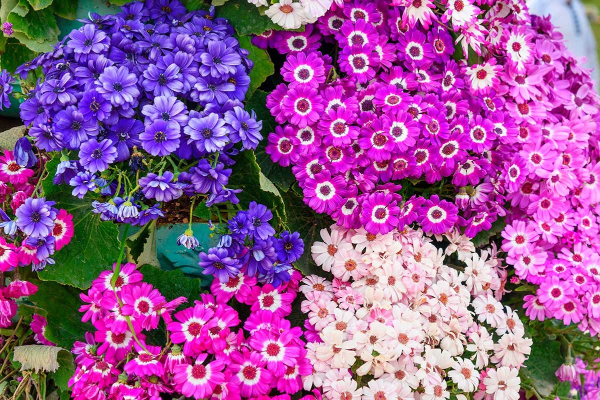 Cineraria (Senecio Cruentus)