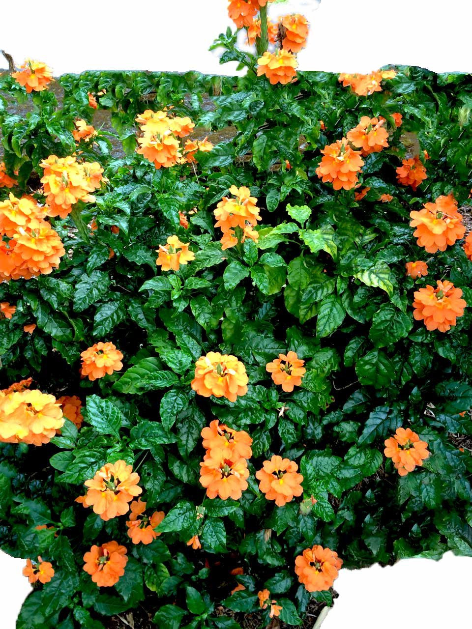Crossandra