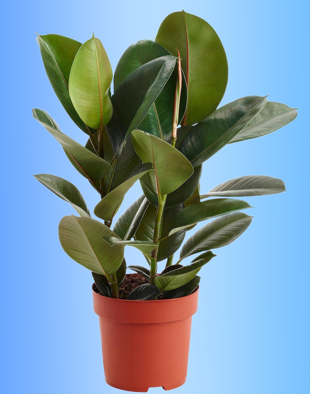 Ficus, Fico Del Caucciù