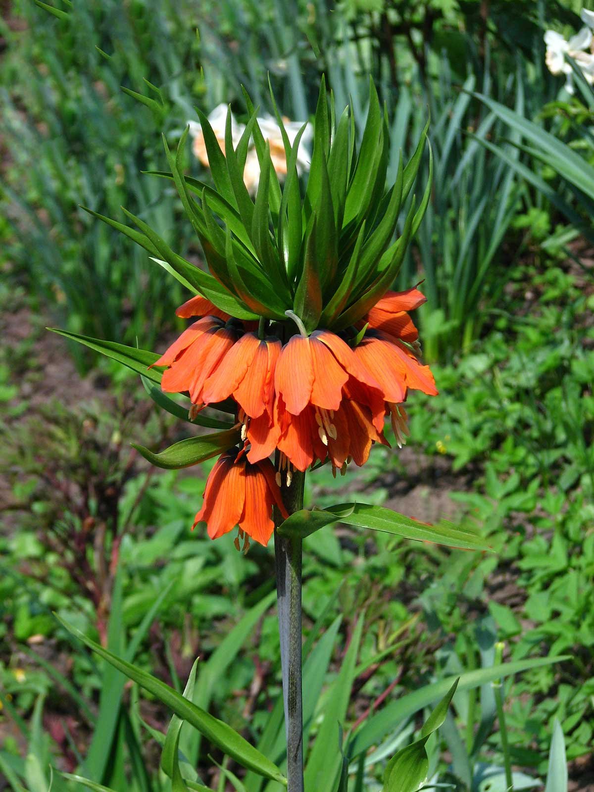 Fritillaria