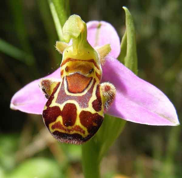 L'ophyris apifera, altra pianta maestra dell'inganno