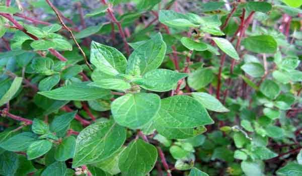 La parietaria: una pianta responsabile di molte allergie da polline