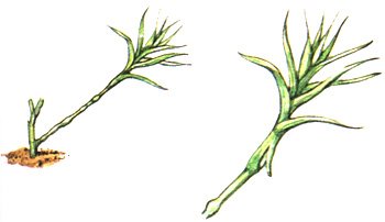  propaggine